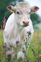 Domestic cattle, from the conservation grazing cattle programme on Tealham Moor, Somerset Levels, UK, June 2011
