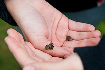 Children from Robert Blake Science College with froglets, learning about environmental issues at Westhay Nature Reserve, Somerset Levels, June 2011, model released