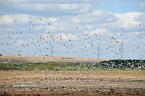 Flock of gulls over the site of wetland habitat creation for the RSPB by Breheny Civil Engineers at Bowers Marsh RSPB Reserve, RSPB Greater Thames Futurescapes Project, Essex, UK, July 2011