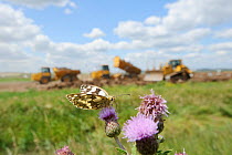 Marbled white butterfly (Melanargia galathea) resting on thistle in front of machinery for Wetland habitat creation for the RSPB by Breheny Civil Engineers at Bowers Marsh RSPB Reserve, RSPB Greater T...