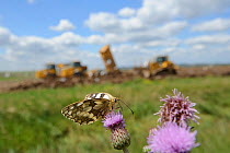 Marbled white butterfly (Melanargia galathea) resting on thistle in front of machinery for Wetland habitat creation for the RSPB by Breheny Civil Engineers at Bowers Marsh RSPB Reserve, RSPB Greater T...