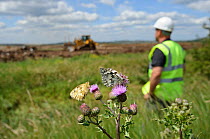 Marbled white butterflies (Melanargia galathea) resting on thistle in front of machinery for Wetland habitat creation for the RSPB by Breheny Civil Engineers at Bowers Marsh RSPB Reserve, RSPB Greater...