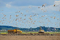 Flock of gulls over site of wetland habitat creation for the RSPB by Breheny Civil Engineers at Bowers Marsh RSPB Reserve, RSPB Greater Thames Futurescapes Project, Essex, UK, July 2011,