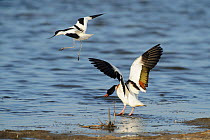 Avocet (Recurvirostra avosetta) trying to drive Shelduck (Tadorna tadorna) pair away from breeding grounds, Oare marshes, RSPB Greater Thames Futurescapes Project, North Kent, UK, June