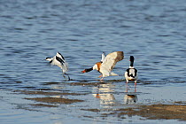 Avocet (Recurvirostra avosetta) trying to drive Shelduck (Tadorna tadorna) pair away from breeding grounds, Oare marshes, RSPB Greater Thames Futurescapes Project, North Kent, UK, June