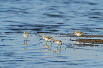 Avocet (Recurvirostra avosetta) chicks at water's edge, Oare marshes, RSPB Greater Thames Futurescapes Project, North Kent, UK, June