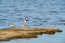 Avocet (Recurvirostra avosetta) adult and chicks, Oare marshes, RSPB Greater Thames Futurescapes Project, North Kent, UK, June