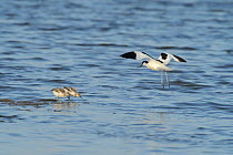 Avocet (Recurvirostra avosetta) adult and chicks, Oare marshes, RSPB Greater Thames Futurescapes Project, North Kent, UK, June