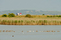 Flock feeding raft of Avocet (Recurvirostra avosetta) and other waders on grazing marsh, Oare marshes, RSPB Greater Thames Futurescapes Project, North Kent, UK, August 2011