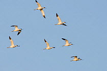 Avocet (Recurvirostra avosetta) flock in flight, Elmley marshes, RSPB Greater Thames Futurescapes Project, Isle of Sheppey, North Kent, UK, October