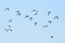 Avocet (Recurvirostra avosetta) flock in flight, Elmley marshes, RSPB Greater Thames Futurescapes Project, Isle of Sheppey, North Kent, UK, October