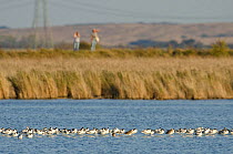 Flock of Avocet (Recurvirostra avosetta) on grazing marsh, Oare marshes, RSPB Greater Thames Futurescapes Project, North Kent, UK, October 2011