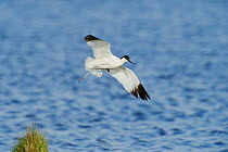Avocet (Recurvirostra avosetta) in flight, Elmley marshes, RSPB Greater Thames Futurescapes Project, Isle of Sheppey, North Kent, UK, June