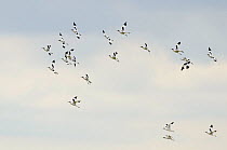 Avocet (Recurvirostra avosetta) flock in flight, Oare marshes, RSPB Greater Thames Futurescapes Project, North Kent, UK, August