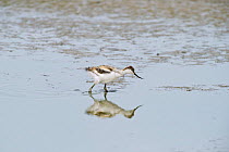 Avocet (Recurvirostra avosetta) juvenile in drying pool on grazing marsh, Elmley marshes, RSPB Greater Thames Futurescapes Project, Isle of Sheppey, North Kent, UK, July