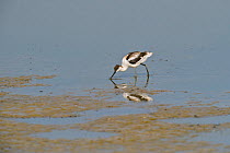 Avocet (Recurvirostra avosetta) adult in drying pool on grazing marsh, Elmley marshes, RSPB Greater Thames Futurescapes Project, Isle of Sheppey, North Kent, UK, July