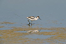 Avocet (Recurvirostra avosetta) adult in drying pool on grazing marsh, Elmley marshes, RSPB Greater Thames Futurescapes Project, Isle of Sheppey, North Kent, UK, July