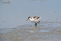 Avocet (Recurvirostra avosetta) adult in drying pool on grazing marsh, Elmley marshes, RSPB Greater Thames Futurescapes Project, Isle of Sheppey, North Kent, UK, July.