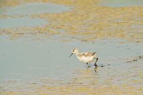Avocet (Recurvirostra avosetta) chick in drying pool on grazing marsh, Elmley marshes, RSPB Greater Thames Futurescapes Project, Isle of Sheppey, North Kent, UK, July
