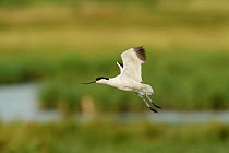 Avocet (Recurvirostra avosetta) adult in flight, Elmley marshes, RSPB Greater Thames Futurescapes Project, Isle of Sheppey, North Kent, UK, July