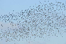 Mixed flock of starlings (Sturnus vulgaris), Lapwing (Vanellus vanellus) and Golden plover (Pluvialis apricaria) Rainham Marsh RSPB Reserve, Thames Futurescapes Project, Essex, UK, January