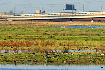 Flock of European wigeon (Anas penelope) feeding on wetland with road and rail links in background, Rainham Marsh RSPB Reserve, Thames Futurescapes Project, Essex, UK, January 2011