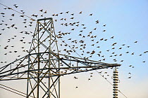Flock of Starlings (Sturnus vulgaris) flying to roost on electricity pylon, Rainham Marsh RSPB Reserve, Thames Futurescapes Project, Essex, UK, January 2011