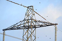 Flock of Starlings (Sturnus vulgaris) roosting on electricity pylon, Rainham Marsh RSPB Reserve, Thames Futurescapes Project, Essex, UK, January 2011