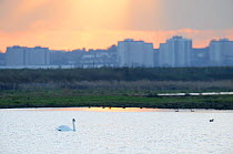 Mute swan (Cygnus olor) on water with outer London buildings in the background, Rainham Marsh RSPB Reserve, Thames Futurescapes Project, Essex, UK, January 2011. Did you know? A female Swan is known a...