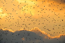 Flock of Starlings (Sturnus vulgaris) in flight at sunset, Rainham Marsh RSPB Reserve, Thames Futurescapes Project, Essex, UK, January 2011