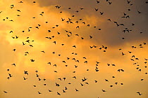 Flock of Common Starlings (Sturnus vulgaris) in flight at sunset, Rainham Marsh RSPB Reserve, Thames Futurescapes Project, Essex, UK, January 2011