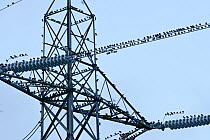 Flock of Common Starlings (Sturnus vulgaris) roosting on power pylon, Rainham Marsh RSPB Reserve, Thames Futurescapes Project, Essex, UK, January 2011. Did you know? Mozart had a pet starling which co...