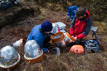 Scientists, Alona Armstrong and Mike Whitfield, carrying out fieldwork on peatland carbon capture at Moorhouse NNR, Upper Teesdale, County Durham, UK, May 2011, model released