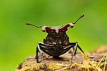 Stag beetle (Lucanus cervus) male on burned and rotting log in garden, Suffolk, UK, July, controlled conditions. Did you know? Stag beetles are known as thunder beetles' since they most commonly fly...