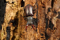 Stag beetle (Lucanus cervus) male on burned and rotting log in garden, Suffolk, UK, July, controlled conditions