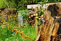 Stag beetle (Lucanus cervus) male on burned and rotting log in garden habitat, Suffolk, UK, July, controlled conditions