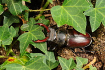 Stag beetle (Lucanus cervus) male on living Oak tree in garden, Suffolk, UK, July, controlled conditions