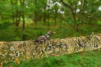 Stag beetle (Lucanus cervus) male on oak tree branch at woodland edge, Suffolk, UK, Controlled conditions, July