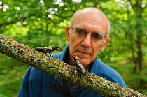 Researcher Colin Hawes watching two male Stag beetles (Lucanus cervus) displaying aggressive behaviour on oak tree branch at woodland edge, Suffolk, UK, Controlled conditions, July, Model released