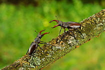 Stag beetle (Lucanus cervus) two males displaying aggressive behaviour on oak tree branch at woodland edge, Suffolk, UK, Controlled conditions, July (This image may be licensed either as rights manage...