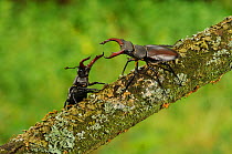 Stag beetle (Lucanus cervus) two males displaying aggressive behaviour on oak tree branch at woodland edge, Suffolk, UK, Controlled conditions, July