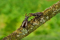 Stag beetle (Lucanus cervus) two males displaying aggressive behaviour on oak tree branch at woodland edge, Suffolk, UK, Controlled conditions, July