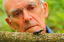Researcher Colin Hawes watching male Stag beetle (Lucanus cervus) on oak tree branch at woodland edge, Suffolk, UK, Controlled conditions, July, Model released