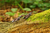 Stag beetle (Lucanus cervus) male and female on tree at woodland edge, Suffolk, UK, Controlled conditions, July