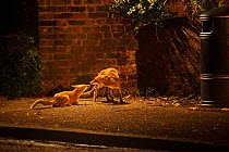 Two urban Red foxes (Vulpes vulpes) adult male and cub interacting on street, West London, UK, June