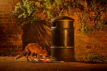 Urban Red fox (Vulpes vulpes) scavenging from litter bin, West London, UK, June