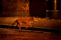 Urban red fox (Vulpes vulpes) approaching litter bid, West London, UK, June