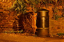 Urban Red fox (Vulpes vulpes) cub scavenging from litter bin, West London, UK, June (This image may be licensed either as rights managed or royalty free.)
