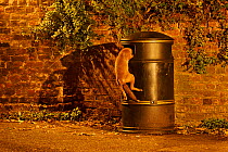 Urban Red fox (Vulpes vulpes) cub climbing into litter bin to scavenge food, West London, UK, June