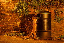Urban Red fox (Vulpes vulpes) cub standing on hind legs before climbing into litter bin to scavenge food, West London, UK, June
